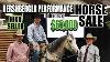 Hershberger Performance Horse Sale 2023